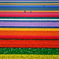 tulip-fields.jpg