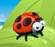   Lady Beetle